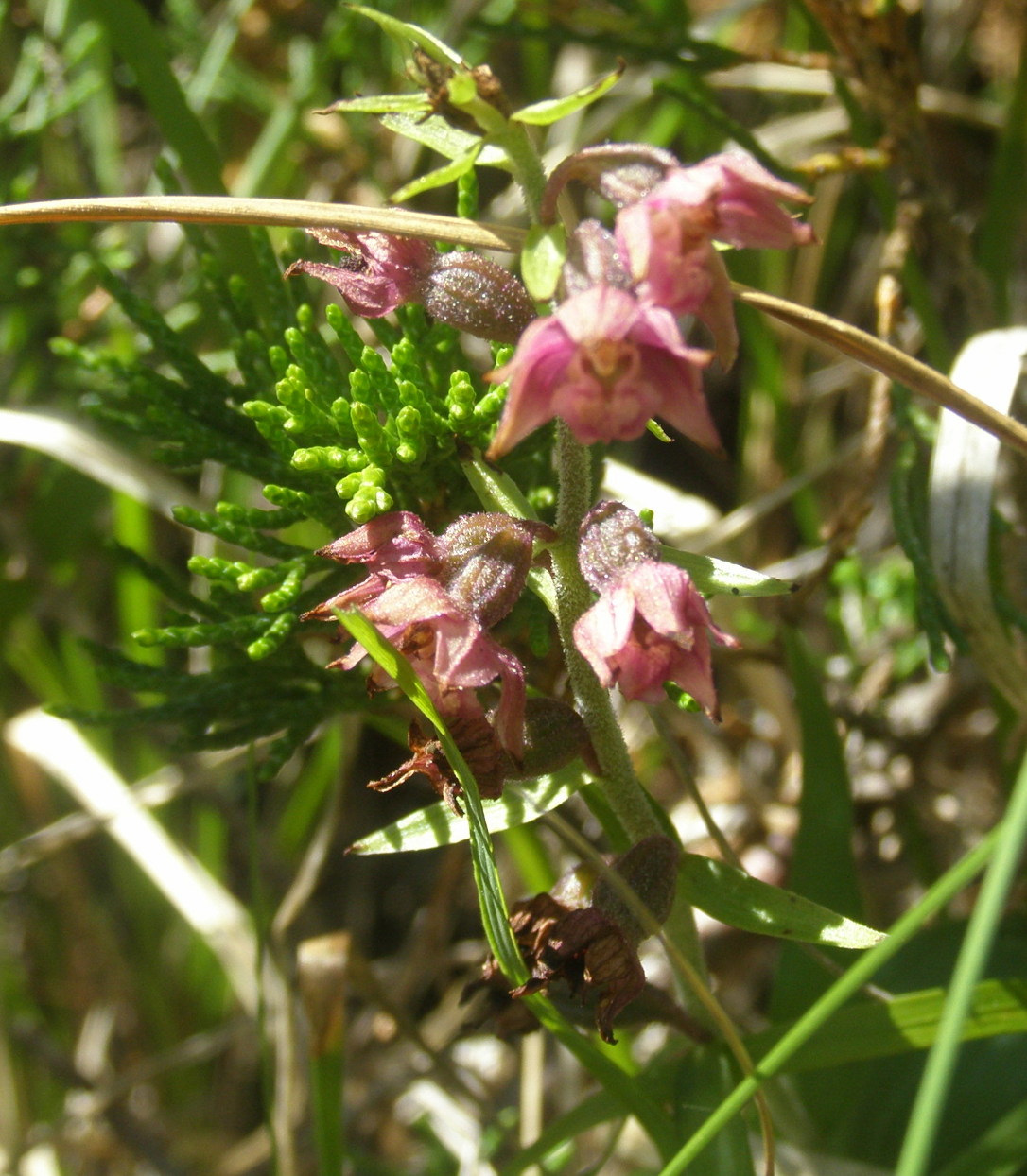 Epipactis atrorubens